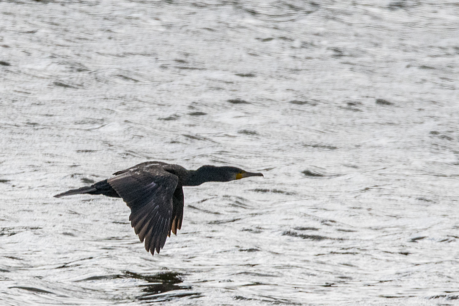 Grand-cormoran au vol (Great Cormorant, Phalacocrorax carbo), Réserve naturelle de Mont-Bernanchon, Hauts de France-2528